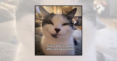 21 Smiling Cats Flashing Their Sweetest Feline Grins