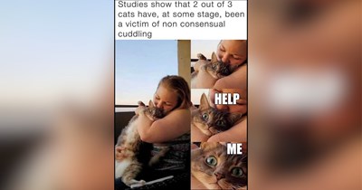 Sweet and Spicy Cats Who Keep Their Pawrents Chasing Cuddles