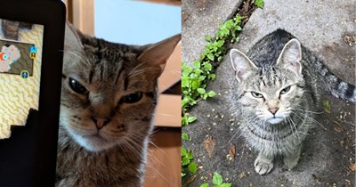 24 Purrfectly Angry Cats Chastising Us for Making Bad Decisions 