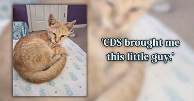What is the meowsterious Cat Distribution System, and how does it work?