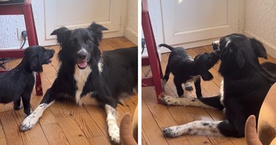 Tiny pup who was rescued from a circus gets adopted by a border collie, foster pawrent proud that his border collie adorably acts as mama for the pup