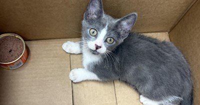 Homeless man rescues kitten from heat exhaustion, he knows he can't give the kitten proper care so he brings kitten to CVS where kind human adopts the sweet kitten