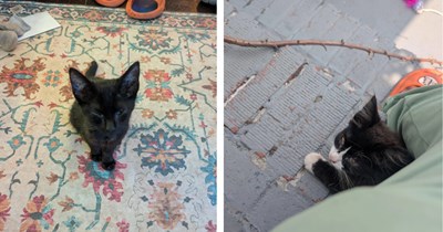 Cat lover ironically stumbles upon kittens in his yard while on his way to the animal shelter to adopt a cat, he takes in all three and feeds the mama cat as well
