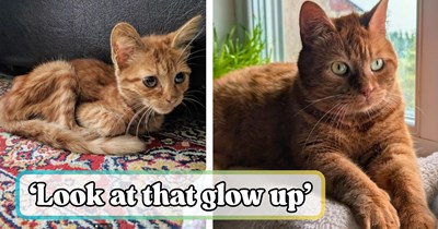 'I had never had cats before': Skin-and-bones orange kitten hides from summer storm under person's porch, then gets rescued by neighbor who falls in love and turns him into a real-life Garfield 