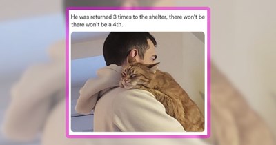 25 Wholesome Whiskered Memes for a Feline Feel-Good Day