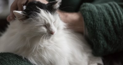 'I didn't think my senior rescue would ever actually love me. Today he proved me wrong': Grumpy 10-year-old cat refuses to show affection to new owner, owner comes home crying one day and his cat finally snuggles on him purring