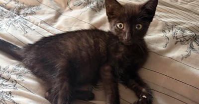'The CDS knows exactly when to give you your best friend': One week after woman dumped via text a lost void kitten finds her to comfort her