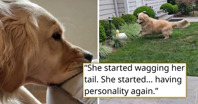  Golden retriever who "lost her goldenness" after suffering from seizures gets paired up with the cutest rescue duck, and the two become instant best friends: 'She started smiling again'
