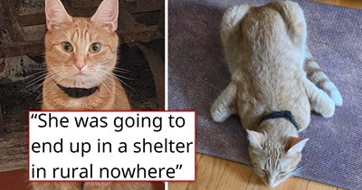 After her brother suddenly passes, the sister is left with his sweet 3-year-old orange cat, and although both her roommates are allergic, they fall in love with the little feline and happily take her home