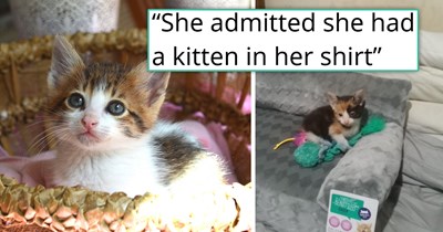 Customer walks into a "no pets allowed" shop with a kitten she had just rescued hidden in her shirt, gets caught, admits she can't adopt it, and the "grumpy old man" employee at the shop ends up going home with a new kitten 