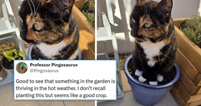33 of the Freshest and Funniest Cat Tweets of the Week (August 10, 2026)