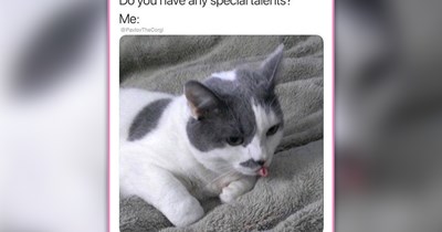 25 Wonderful Wednesday Feline Funnies to Put Some Purr in Your Step 
