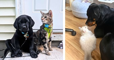 Precious Pairs of Cats & Dogs Proving Friendship Between Floofs is Pawssible