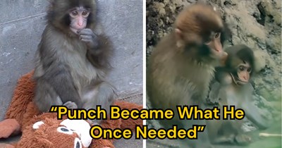 Punch the Monkey Celebrated His First Birthday, and He's Making Other Baby Macaques Feel as Safe as Possible