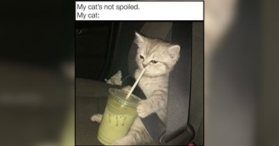 28 Freshly Brewed Feline Funnies for Your Coffee Break