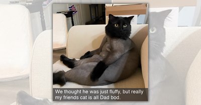 25 Refreshing Feline Funnies for When the Sizzling Summer Heat Has Fully Melted Your Last Brain Cell