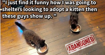 Kittens abandoned by stray cat mom in cat lover’s garden fulfill her long time dream of pawrenting a cat child and creating a warm furever home in Cat Distribution System win: ‘The all black kitty sticks to me like Velcro.’ 