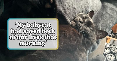 Sassy Cat Saves Owner From Phone Charging Fire, Prompting Other Pawrents To Share Their Wholesome Stories of Felines Being Literal Lifesavers 