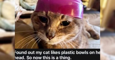 27 Uplifting Caturday Memes to Remind You that the World is Run by Cute Cats Who Sometimes Wear Little Hats