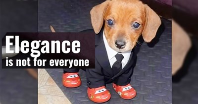 27 Cute Canine Memes to Massage Your Tired Brain with their Tiny Paws of Pawsitivity