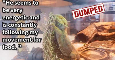 Dragon dumped in apartment complex saved by neighbors but when they struggled to supply the reptile with the right environment things began to boil over: ‘He is so sweet, and I wanna try my best.’