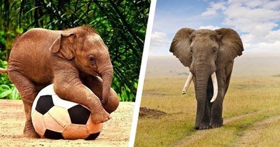 Celebrate World Elephant Day With This Stampede of 33 Pictures