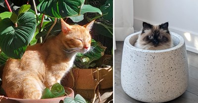 28 Flowering Felines Slowly Blooming Into Their Best Furry Selves