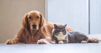 Rescue dog who runs the household has to adjust to new kitten at home, owner asks for advice to gently introduce them and internet stranger provides the purrfect solution