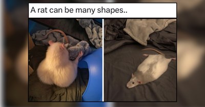 24 Teeny Tiny Animals for Whimsical End of Week Vibes