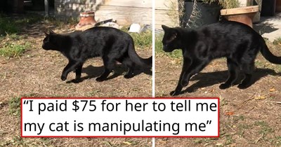 Concerned owner takes their cat who's been limping for 3 days to the vet, only for the cat to suddenly be meowgically better and for the vet to tell them that the cat fakes injury for attention: 'When we got home he immediately started limping again'