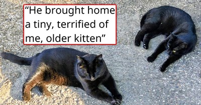 A year after finally winning over the massive, combative, yet soft-at-heart senior alley cat and adopting him, that ex-feral brings home a new kitten friend to live the good life together: 'Now have two stray cat friends'
