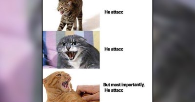 25 Heartwarming Friday Cat Memes to Sweeten Your Summer Like a Scoop of Ice Cream