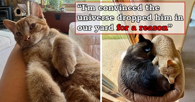 Kitten who's forced to live outdoors decides he doesn't like his owners, goes to the neighbors instead, befriends their house cat, and the family happily takes him home: '[The neighbors] said they couldn't get him to stay at their place anyway'