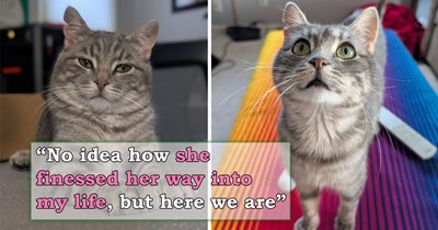 '[I] felt bad that she was eating nasty trash': After spending 3 months gently coaxing a stray cat from the trash can, the feline suddenly becomes obsessed with her human and finally comes home