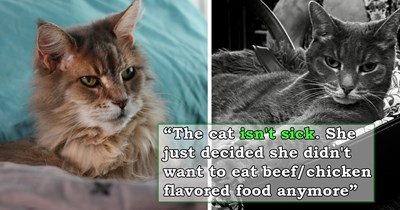 Owner spends $400 at the vet's because their 14-year-old cat stopped eating, only to find out that the diva suddenly doesn't like the only food she's eaten for over a decade: 'Literally everything came back normal'
