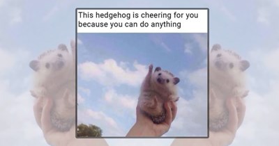 'Consider this your happy place': 21 Wholesome Animal Memes for a Much-Needed Mood Boost