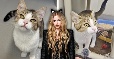 Shelter cat named Avril Lavigne goes viral for looking purrfectly like Avril Lavigne, she gets adopted, proving that finding a furrever home doesn't have to be so complicated 