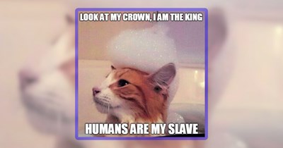 27 Cat Memes for People Who Happily Live Under Feline Rule