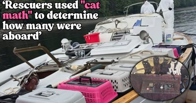 'There has got to be more to this story': More than 30 cats found aboard abandoned from boat eerily floating off Washington beach with no humans in sight