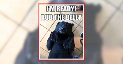 28 Dog Memes for When Your Day Needs a Belly Rub