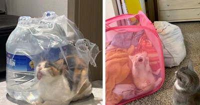 29 Heartwarming Friday Felines to Cherish Every Meowment of Weekend Warmth With Your Cute Kitties