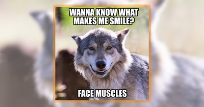 Join the Pack for 20 Howlarious Memes on International Wolf Day