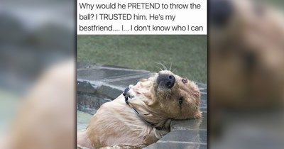 27 Delightful Dog Memes to Keep You Howling and Giggling Through the Work Week