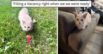 After months of grieving their senior cat, one family finds Persephone waiting in their yard when they’re finally ready to love again