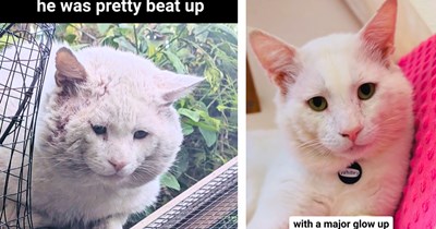 'He let himself get caught': Wounded battle-worn tomcat outsmarts shelter workers' traps for months, until he decides on his own that it's time to let them help him