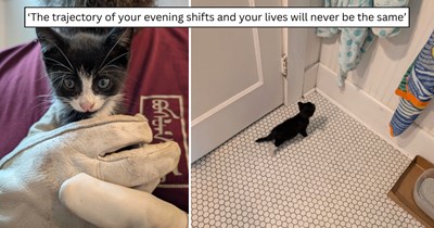 After hearing a kitten cry beneath a stranger’s car, one couple’s late-night rescue ends with an unexpected addition to the family