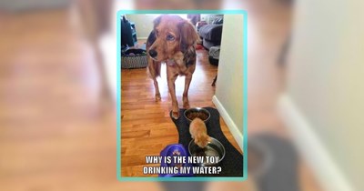 40 Heartwarming Hounds of Happiness to Enjoy Inside With Your Dog While the AC is on