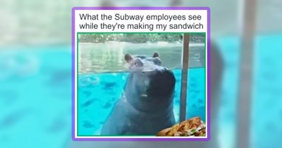 25 Adorable Wild Animal Memes for a Feral Friday Fun