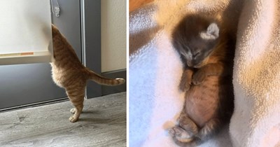 Smol Soup Belly Babies Filling Their Tummies and Cat Pawrents’ Hearts