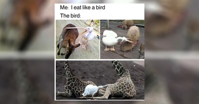 25 Cute Animal Memes To Show to Your Pets